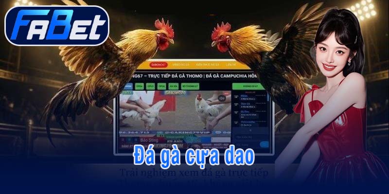 Đá gà cựa dao